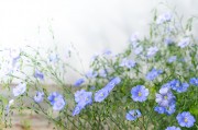 户外阳光下的蓝色小花春天植物图片