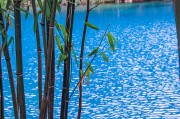 竹林和湖泊自然風景圖片