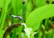 大署植物蜻蜓摄影图片