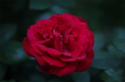红色玫瑰花高清图