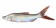 红尾鱼鱼类图片素材