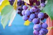 紫色葡萄高清图片素材