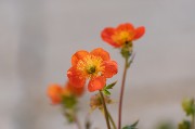 美丽橙色花朵图片