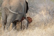 非洲大象高清图