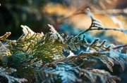 霜冻崖柏植物特写摄影图片素材