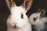 兔子摄影图片