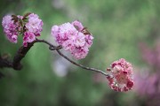 盛开的樱花美图下载
