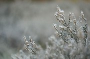 冬季树枝特写摄影图片素材