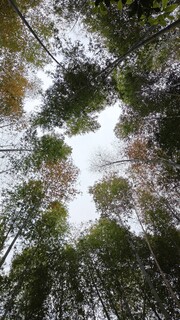 高清竹林风景图片