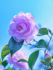 紫色茶花图片
