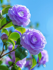 2朵紫色茶花的图片