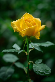高清单枝黄玫瑰图片