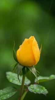 黄玫瑰花骨朵图片