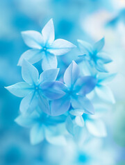 蓝星花蓝色花卉背景图片