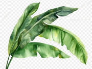 热带植物水彩插画图片