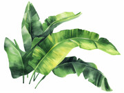 水彩热带植物插画图片