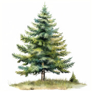 一棵松树插图