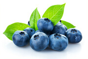 蓝莓水果插画素材
