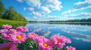 湖边菊花花卉风景