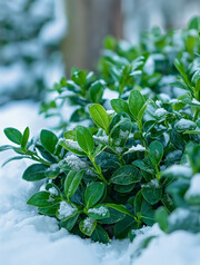 冬天下雪后的灌木植物背景