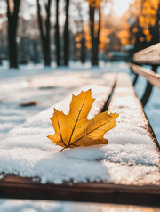 冬天枫叶和雪地的图片