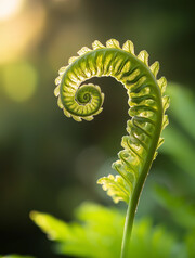 植物嫩芽图片