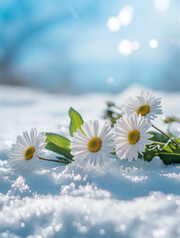 雪地上的雏菊壁纸图片