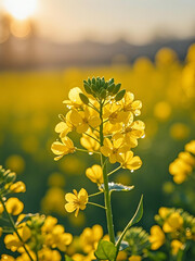 春天油菜花特写图片