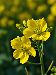 油菜花特写图片