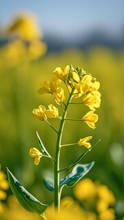 油菜花图片素材