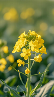 油菜花摄影特写图片