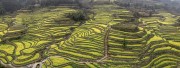 宽幅梯田油菜花海的壮丽画卷摄影图片素材