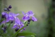 紫色鸢尾花卉特写图片素材