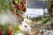 阳光温室里的樱桃番茄图片