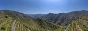 宽幅梯田茶园春色全景摄影图