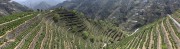 宽幅工黄山梯田茶园的绿色画卷摄影图片