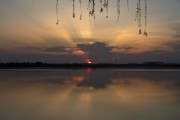 垂柳映衬下的金色夕阳映湖面
