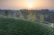 茶园日出东方