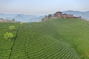 绿色茶园的生态画卷