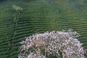茶园春色与油桐花开