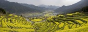 宽幅皖南山间梯田油菜花海风光风景图片素材
