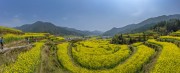 宽幅金色梯田油菜花海风景图片素材