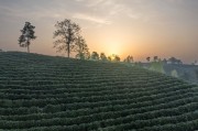 翠绿茶山迎朝阳