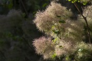 黄栌树开花图片