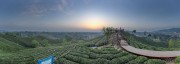 宽幅植物源黄腐酸信阳文新茶村试验区