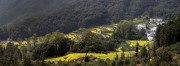 宽幅梯田油菜花与徽派村落风景图片素材