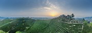 宽幅朝阳映衬下的茶田茶园风光