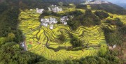 宽幅梯田油菜花海的乡村风光风景摄影