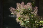 黄栌花开与种子