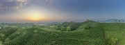 宽幅日出时分的翠绿茶山全景